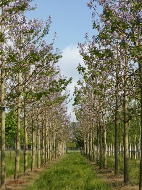 الصناعة التحويلية